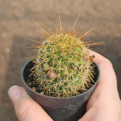 Mammillaria Guerreronis