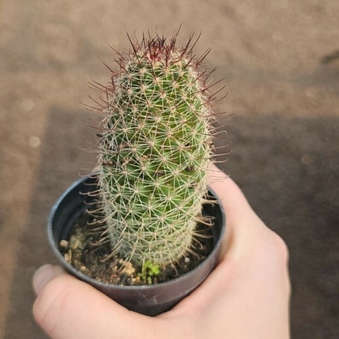 Mammillaria Estebaiensis