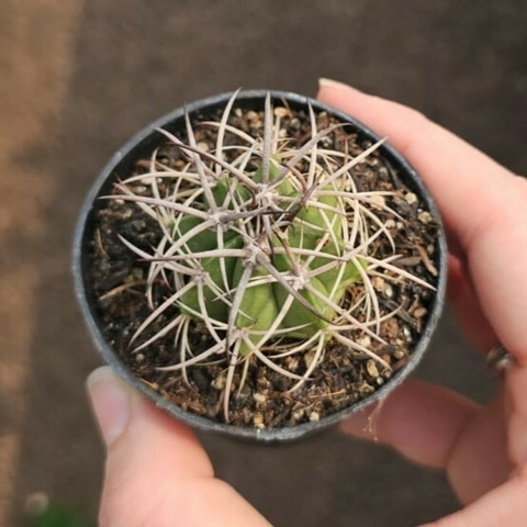Coroa de Frade