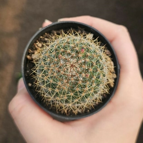 Mammillaria Weissingerii