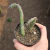 Senecio Pendulus
