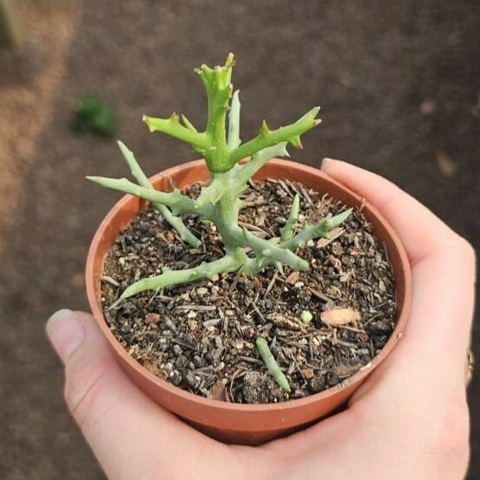 Euphorbia Stenoclada