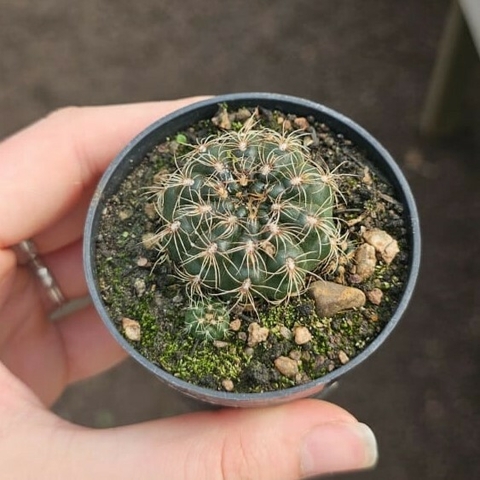 Gymnocalycium Mesopotamicus