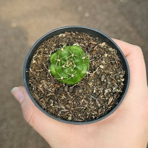 Gymnocalycium Multiproliferum