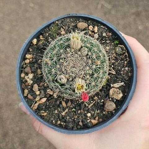 Mammillaria Heyderii