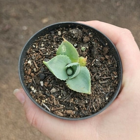 Agave Potatorum Cv. Shojo-Raijin