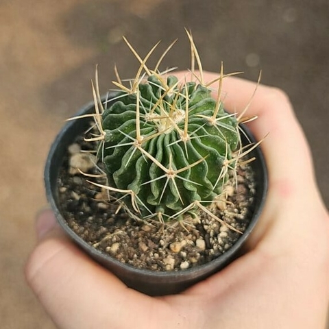 Stenocactus Lloydii