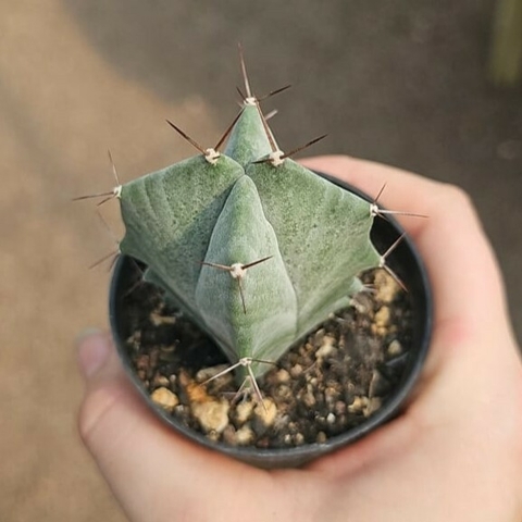 Lemaireocereus Pruinosus