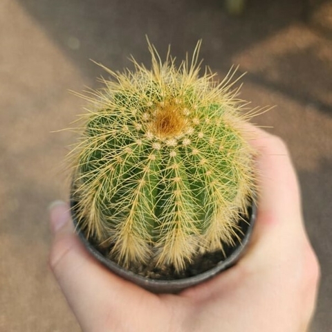 Erioacactus Warasii