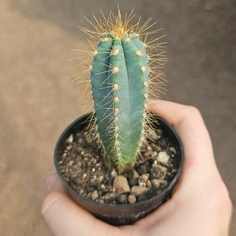 Pilosocereus Azureus