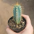 Pilosocereus Azureus