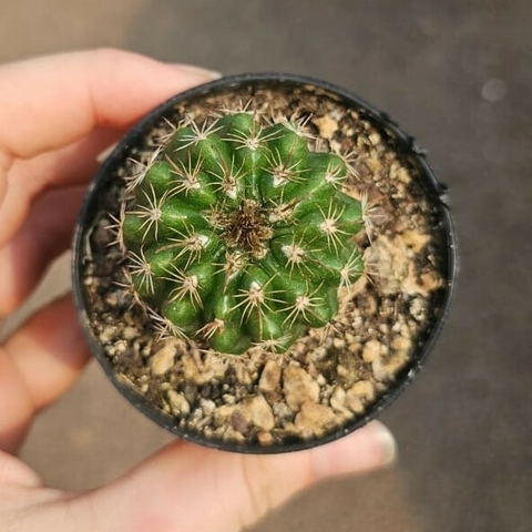 Parodia Mairanana