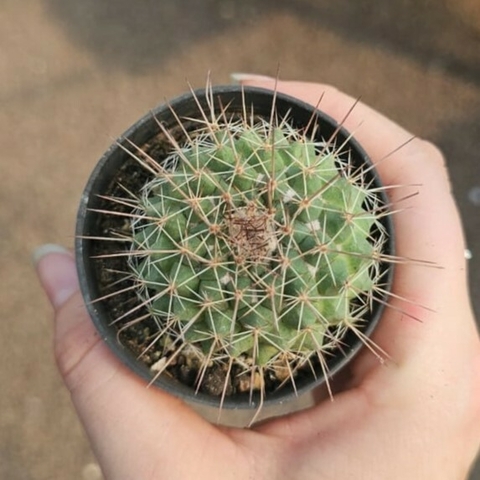 Mammillaria Melanocenra Var. Rubrograndis
