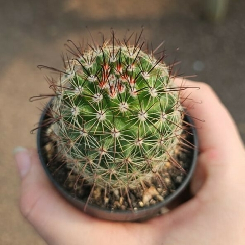 Mammillaria Tenango Del Valle