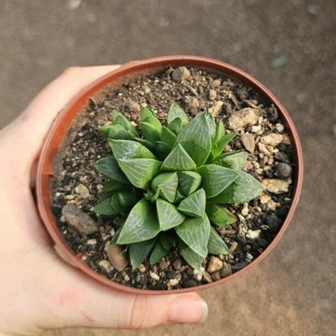 Haworthia Retusa