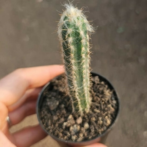 Pilosocereus Glaucescens