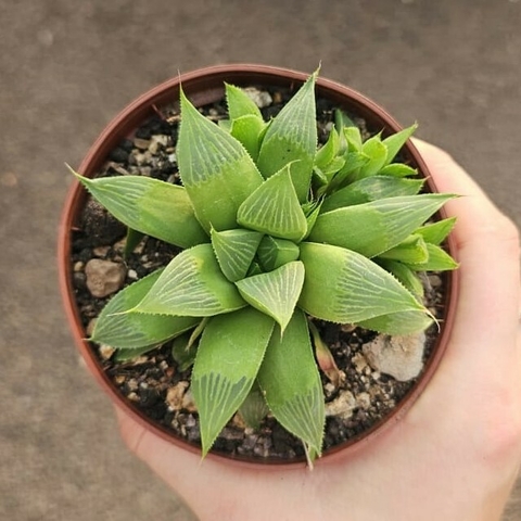 Haworthia Retusa Multilineata