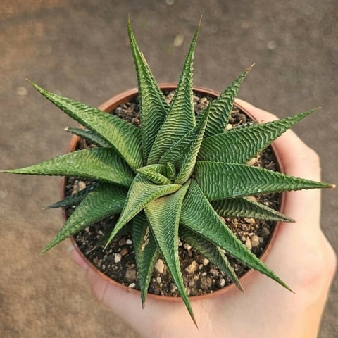 Haworthia Limifolia Spiralis