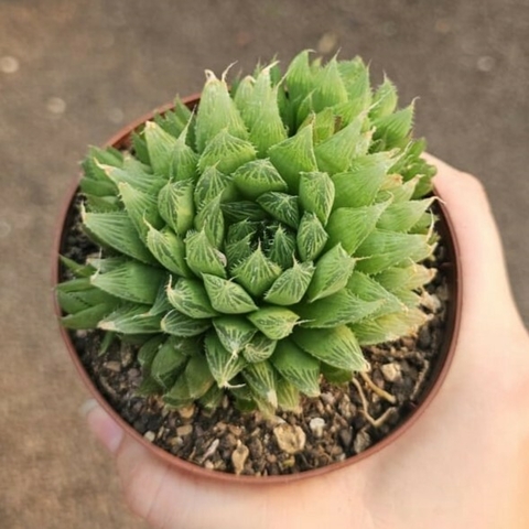Haworthia Cooperi