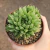 Haworthia Cooperi
