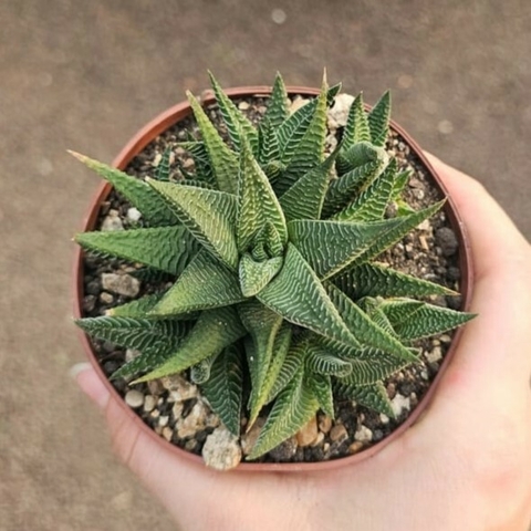 Haworthia Limifolia Var. Arcana