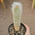 Espostoa Mirabilis