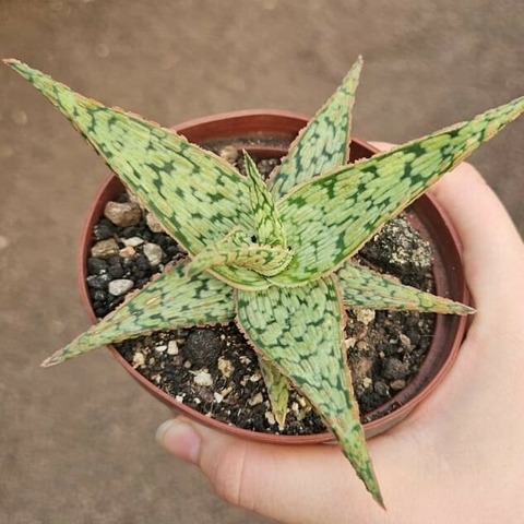 Aloe CV Pink Blush