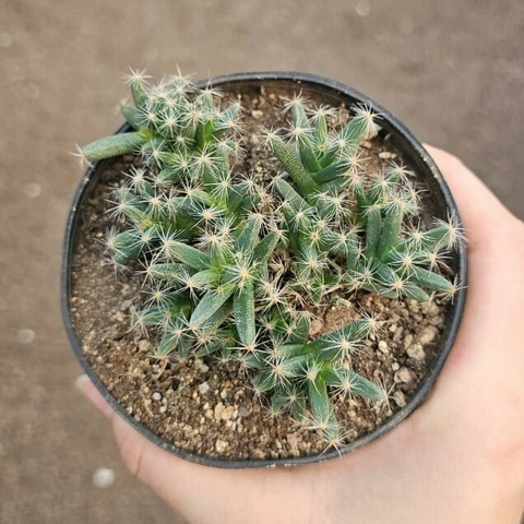 Trichodiadema Densum