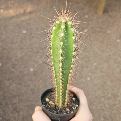 Neocardenasia Herzogiana