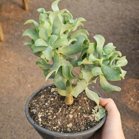 Crassula Arborescens Undulatifolia