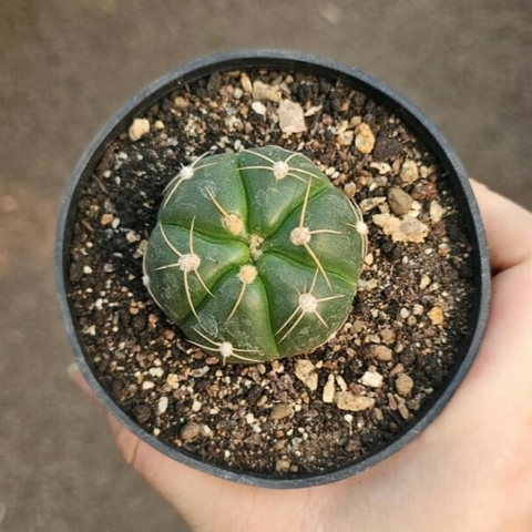 Gymnocalycium Horstii 6K