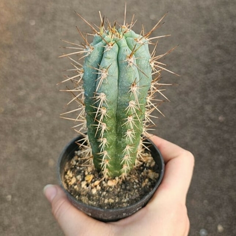 Azureocereus Hertlingisnus