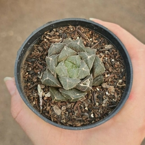 Haworthia