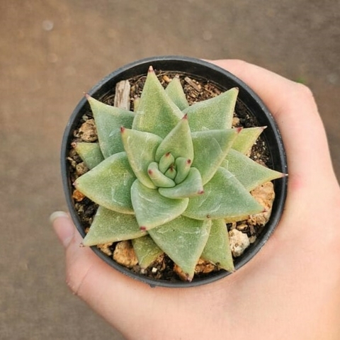 Echeveria Agavoide Multifrida