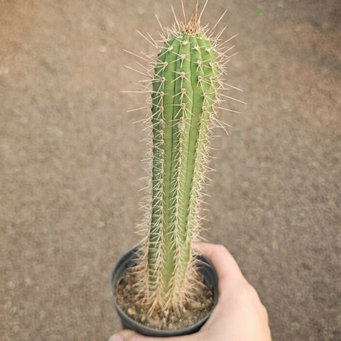 Cleistocactus Tominensis Rubra