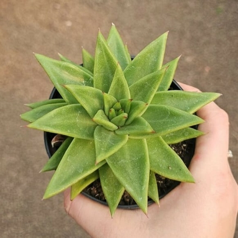 Echeveria Agavoide Concept