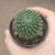 Mammillaria Orcuttii