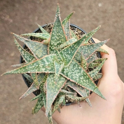 Aloe Cv. Donnie