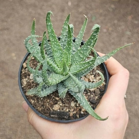 Aloe Humilis Var. Echinata