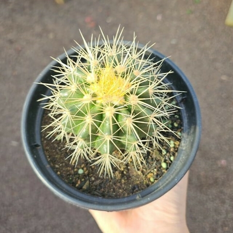 Echinocactus Grusonii