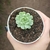 Echeveria Red Coat Clusters