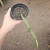 Cissus Cactiformis - Cacto Uva