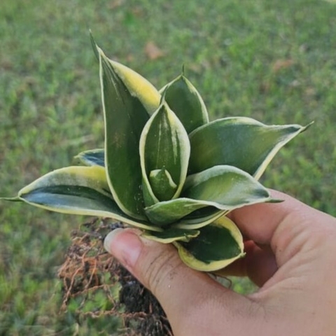 Sansevieria Pagoda - comprar online