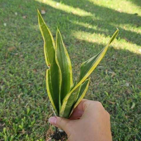 Sansevieria Black Gold - comprar online
