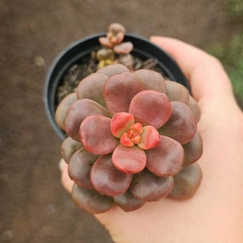 Graptosedum Adria Bubbaloo - comprar online