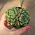 Echeveria Shamrock - comprar online