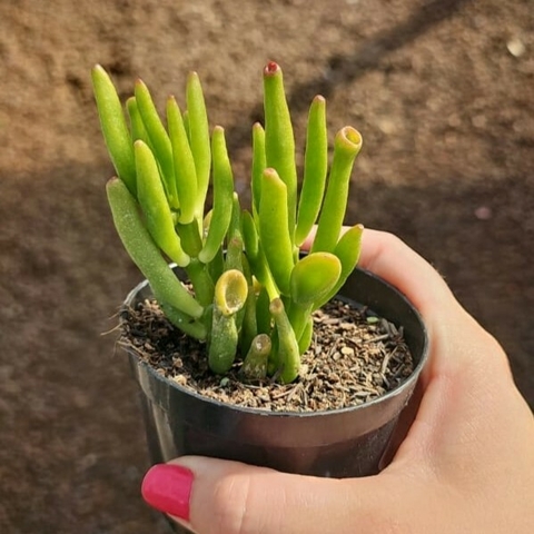 Crassula Hobbit - comprar online