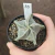 Astrophytum Myriostigma 5k 13