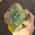 Echeveria Gibb. Kundry
