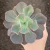 Echeveria Gibb. Lesônia